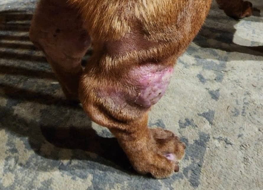 Mast cell tumour